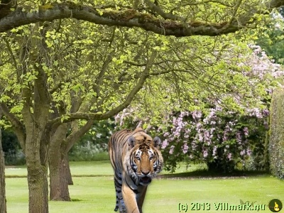Tiger in the park