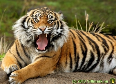 Angry sumatran tiger