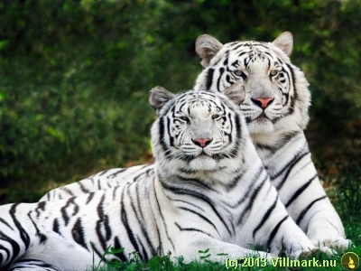 White tiger couple