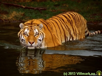 Tiger in a river