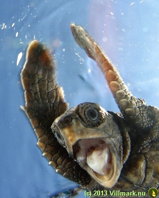 Surprised turtle
