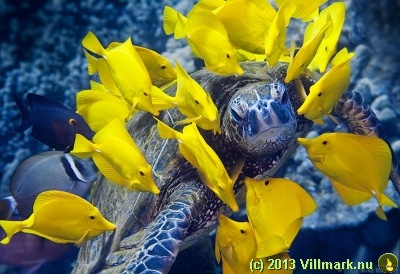 Turtle covered with fish