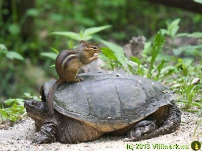 Chipmunk getting ride on a turtle