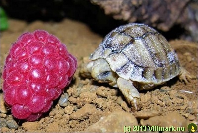 Turtle baby and strawberry