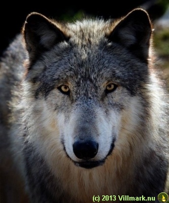 Nærbilde av grå ulv