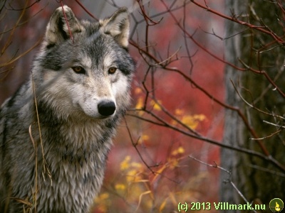 Grå ulv