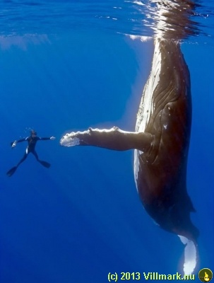 Dykking: Stor hval